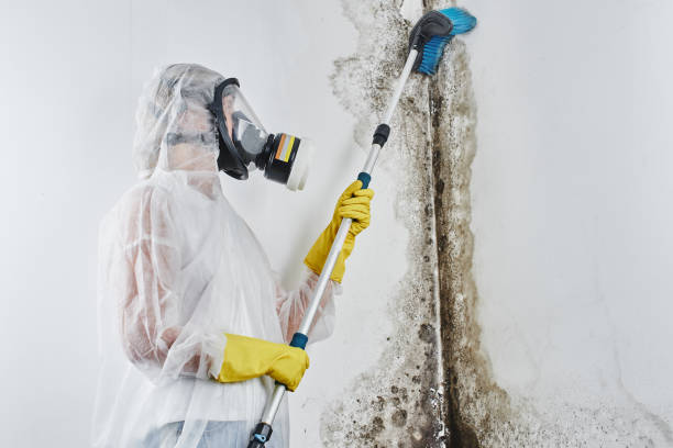 Best DIY Mold Remediation Support Services in Dayton, IN