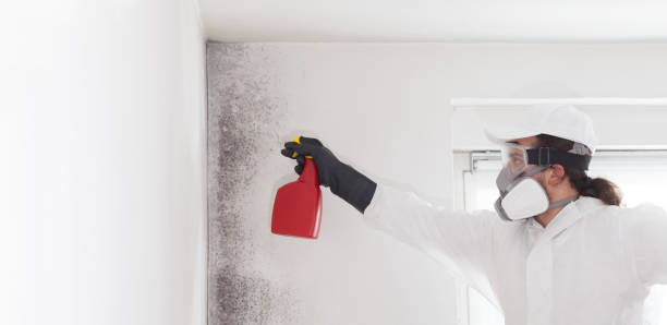 Best Black Mold Remediation in Dayton, IN