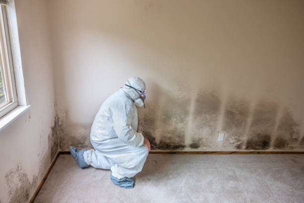 Professional Mold Remediation in Dayton, IN